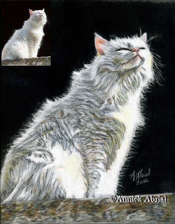 Annick Abrial Portrait Chien Et Chat Animaux De Compagnie